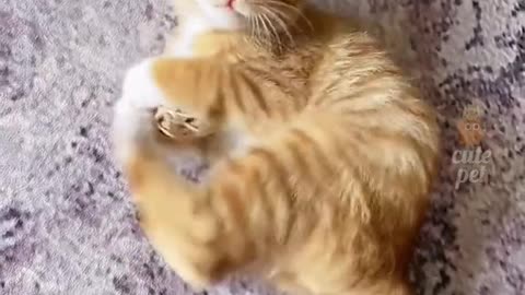 Feline Fiesta: Cats Let Loose and Party!