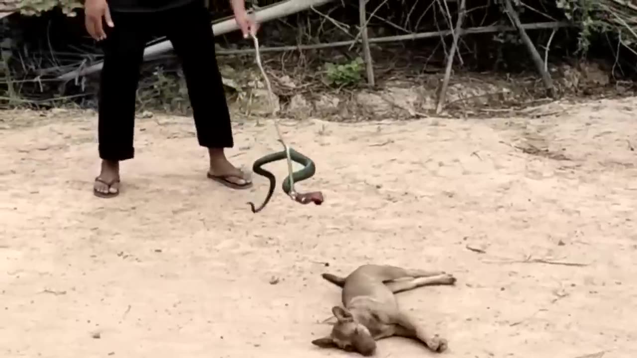 Funny Animal video