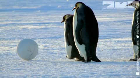 Robotic Penguin Lays EggCam & Gets A Surprising Viewpoint!