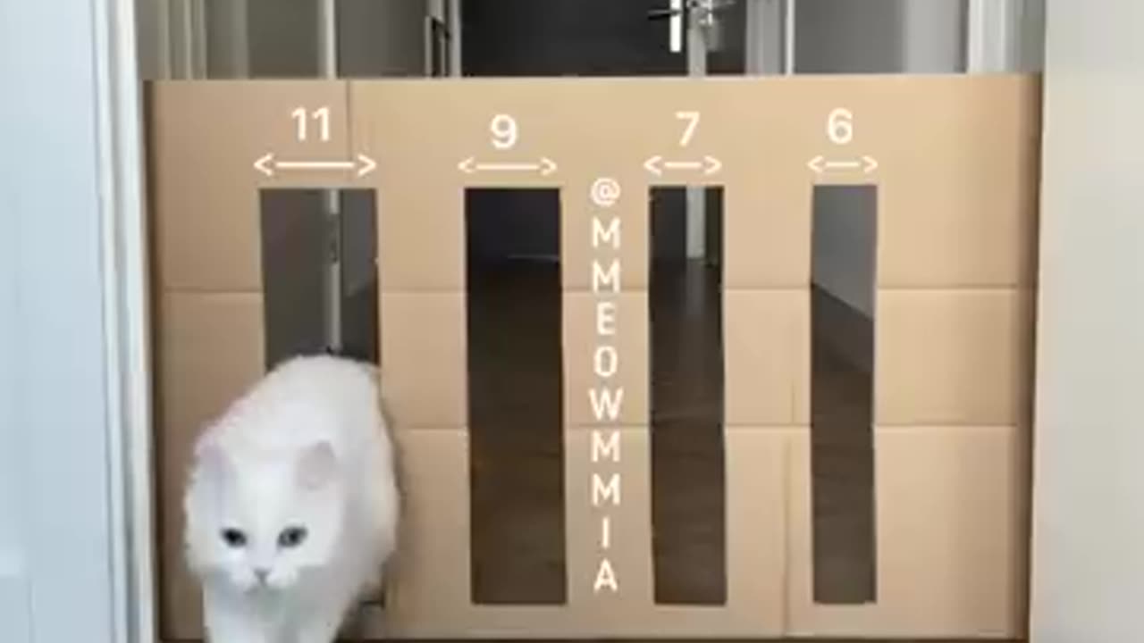 Cute cat door size
