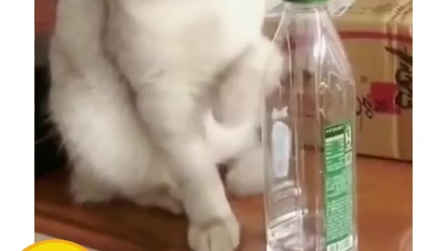 Cat Got Scared 😅😅funny animal