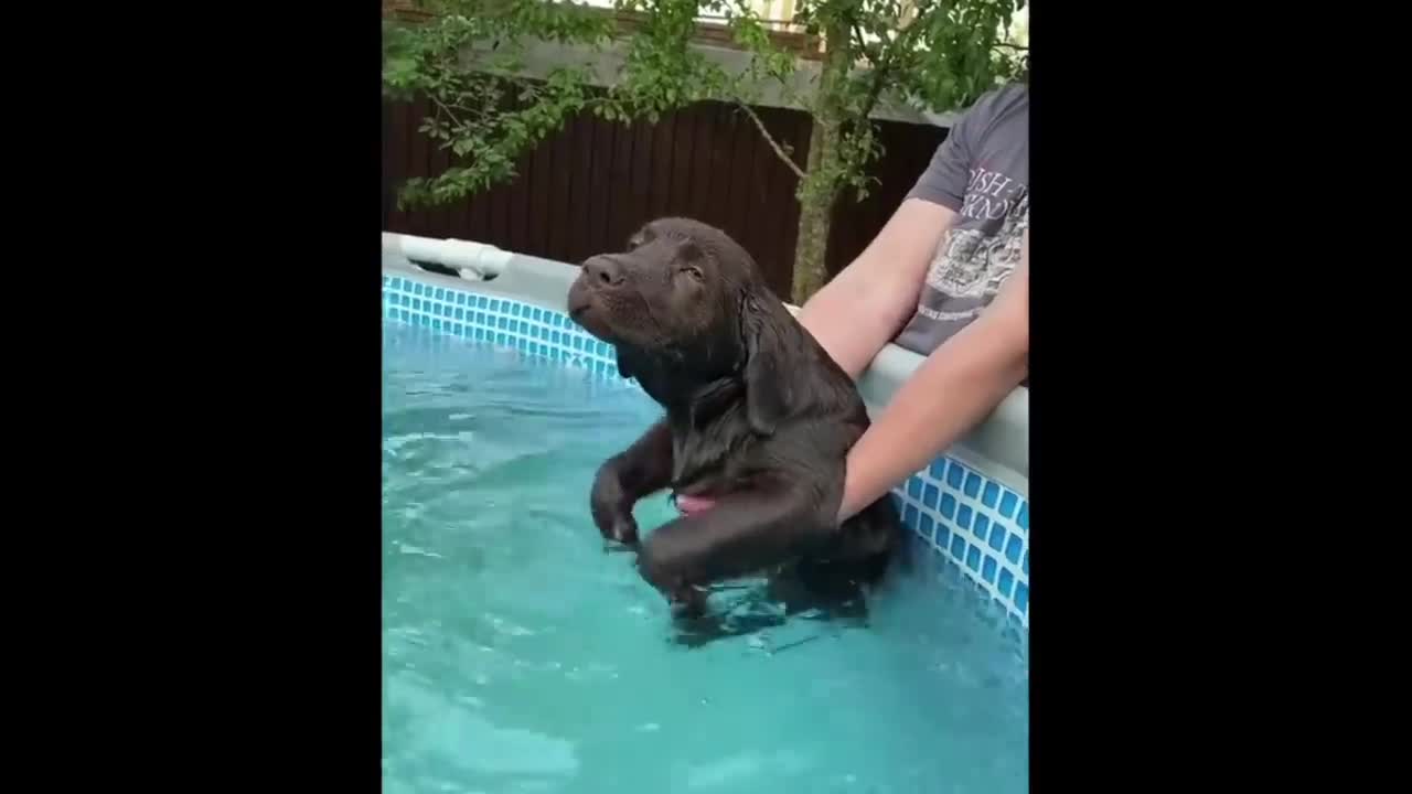 Puppy Learning to Swim