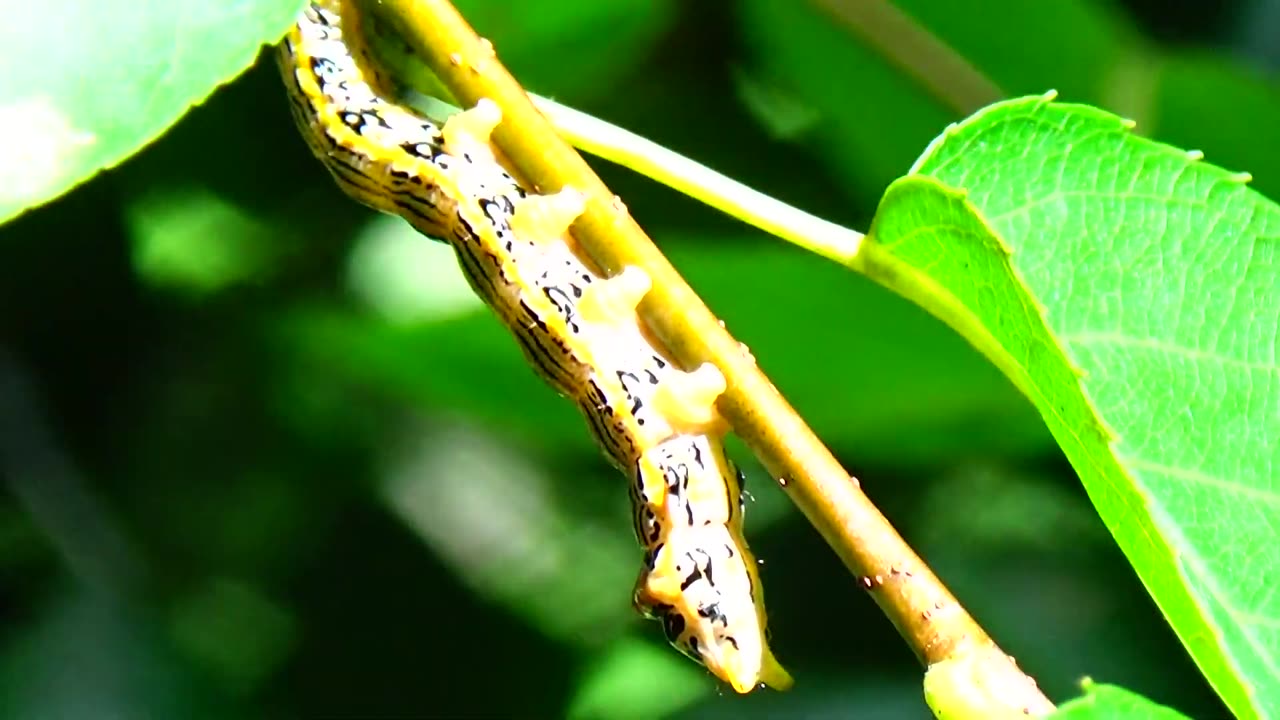 Caterpillar