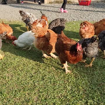 chickens invade land