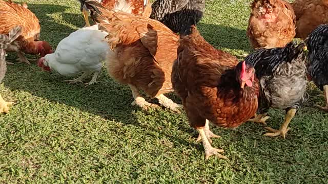 chickens invade land