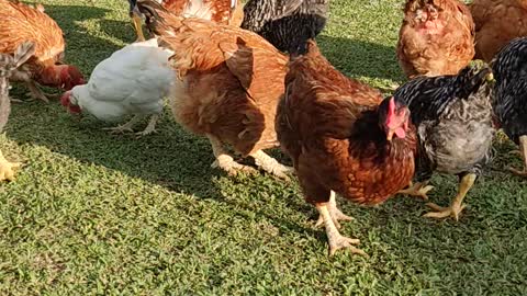 chickens invade land