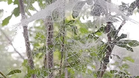 spider web in rain jungle