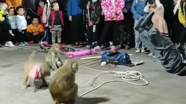 Monkey attack