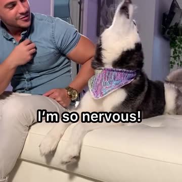 HUSKY NERVOUS TO GO TO LIVE SHOW.mp4