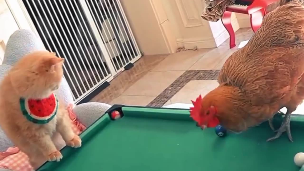 Cat and cock 🐓 funny video 😂