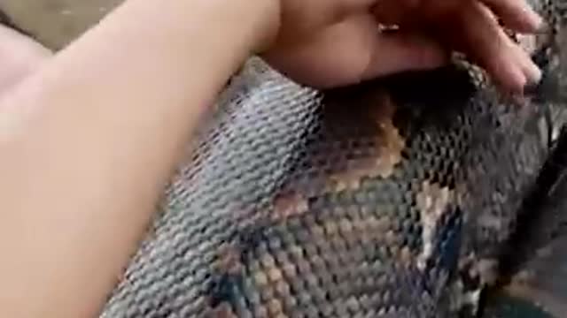 Wrapped in a large python