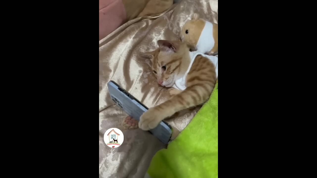 Most funny moment of cats 😂