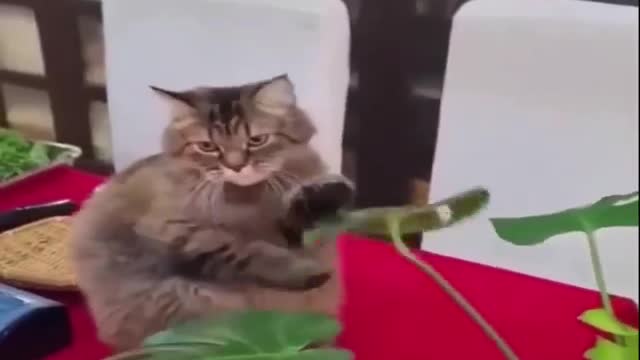 FUNNY ANIMAL VIDEO