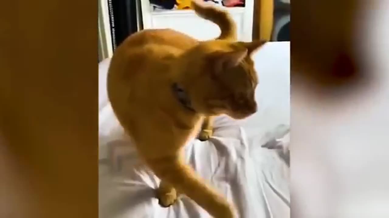 Funny animal life video
