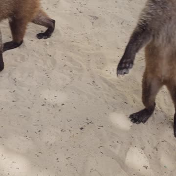 Coatis in Riviera Maya, Mexico 🇲🇽