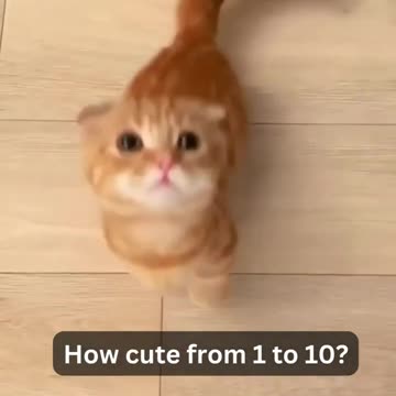 Cute Cats | #cat #shorts #kitten