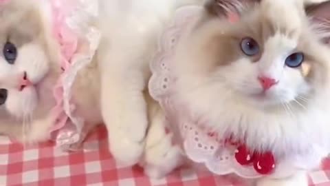 Cute Cat Video