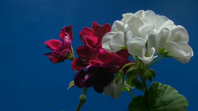 lplay video nyacharl