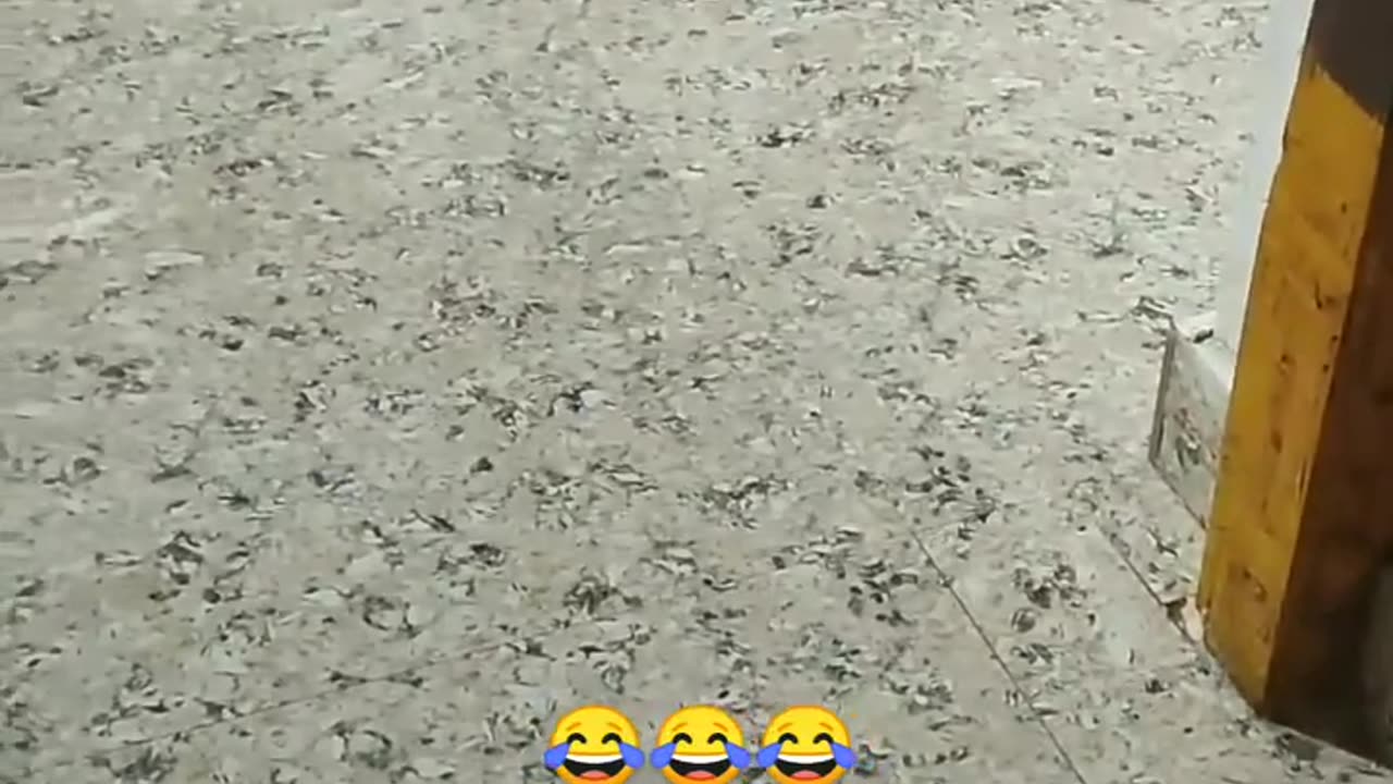 FUNNY SCANE OF🙉😽 PET AND ANIMAL.##PET VIDEO .ANIMAL BEST MOMENT VIDEO🙊