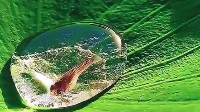 A fish in a drop of water on a lotus leaf.