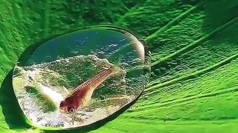 A fish in a drop of water on a lotus leaf.