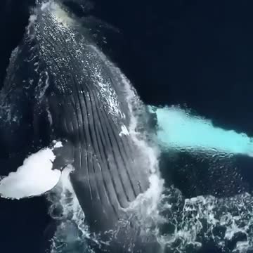 Great blue whale