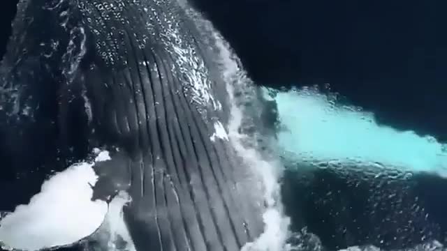 Great blue whale