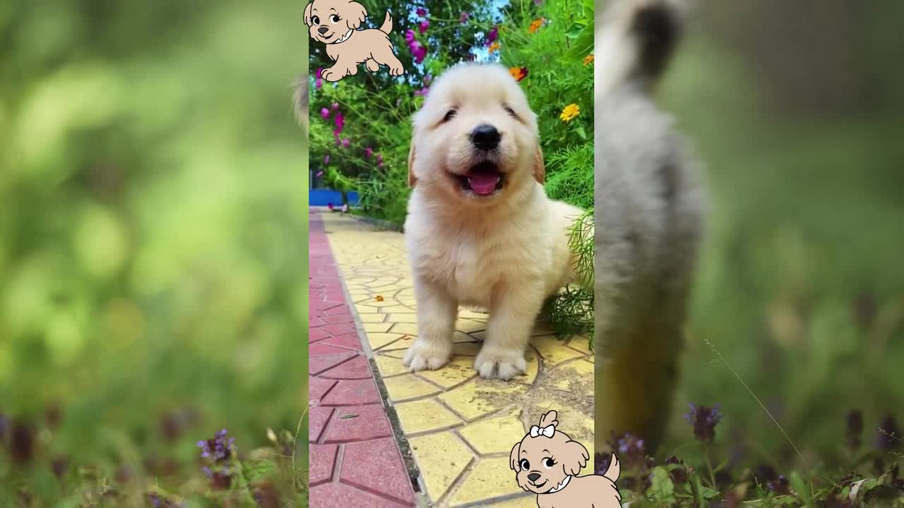 Cute fluffy puppies