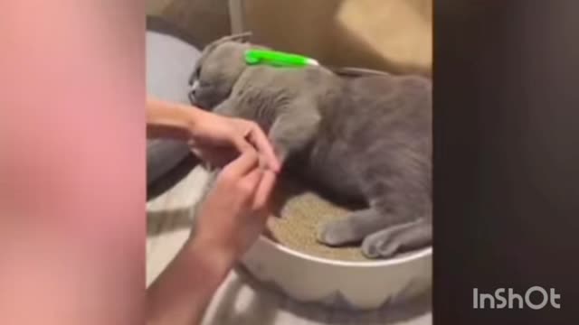 cats on catnip