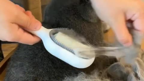 Cat hair brushing