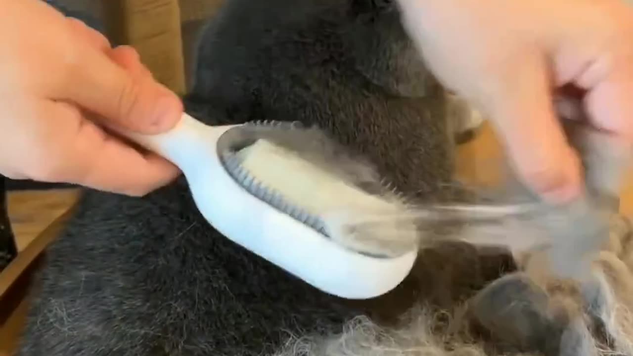 Cat hair brushing