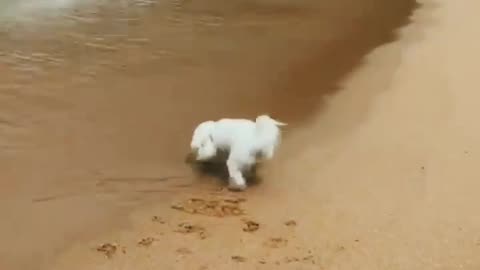 Funny animals video
