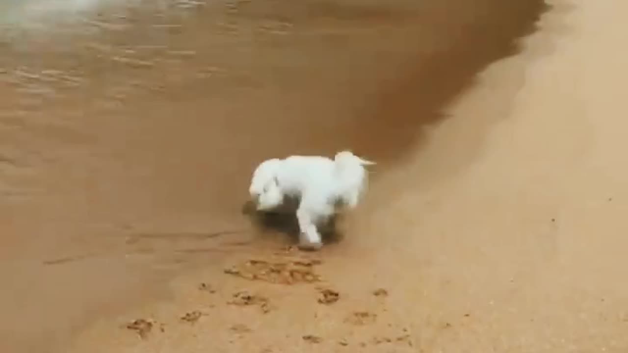 Funny animals video