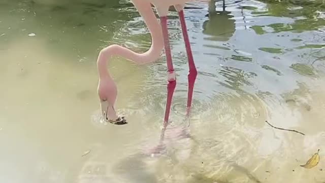 Little sister envy these legs if put on black silk # Flamingo