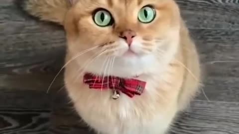 I love cat
