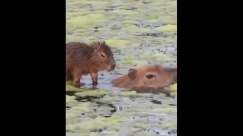 Cute Baby Animals Videos