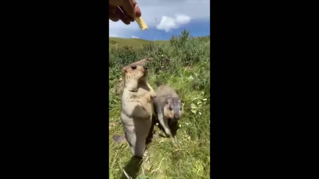 Try not to laugh | funny animal compilation | funny animal videos | funny animal videos #32