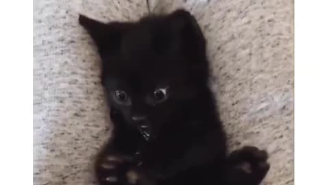 Funny and cute dog