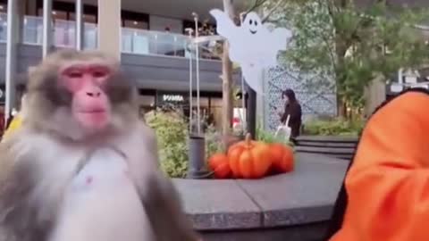 Funny animals 😁😁