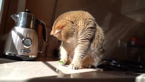 Hosico and the Grasshopper