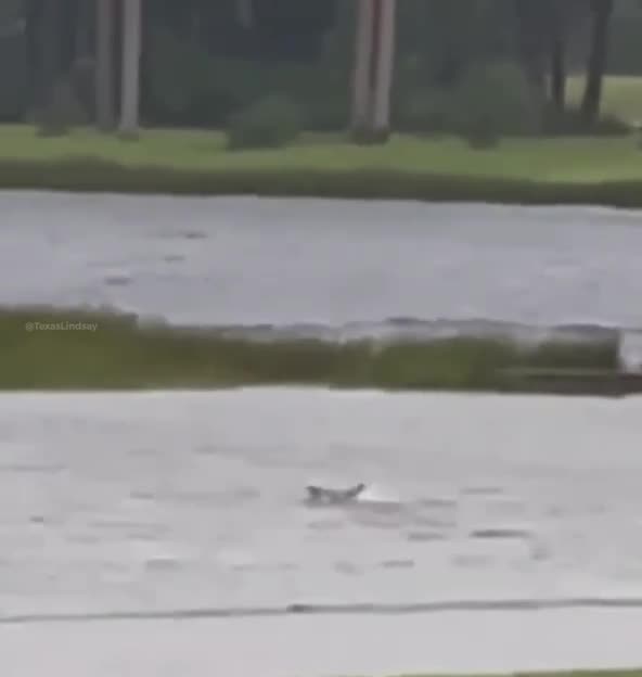 🦈 Sharks seen swimming in the streets of Fort Myers after powerful storm surge.