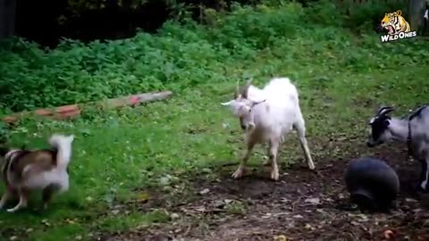 Funny goats