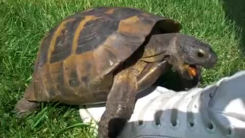 Turtle Sex With A Shoe