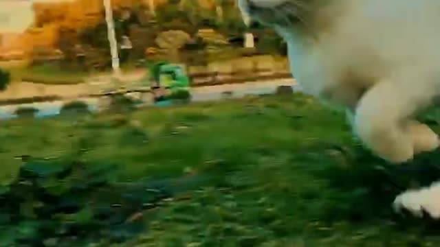 Two cats in a race