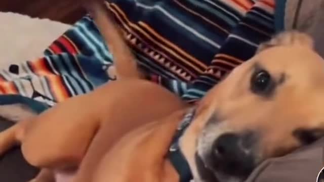 So far the most funniest dog video ever cross in online 🤣🤣