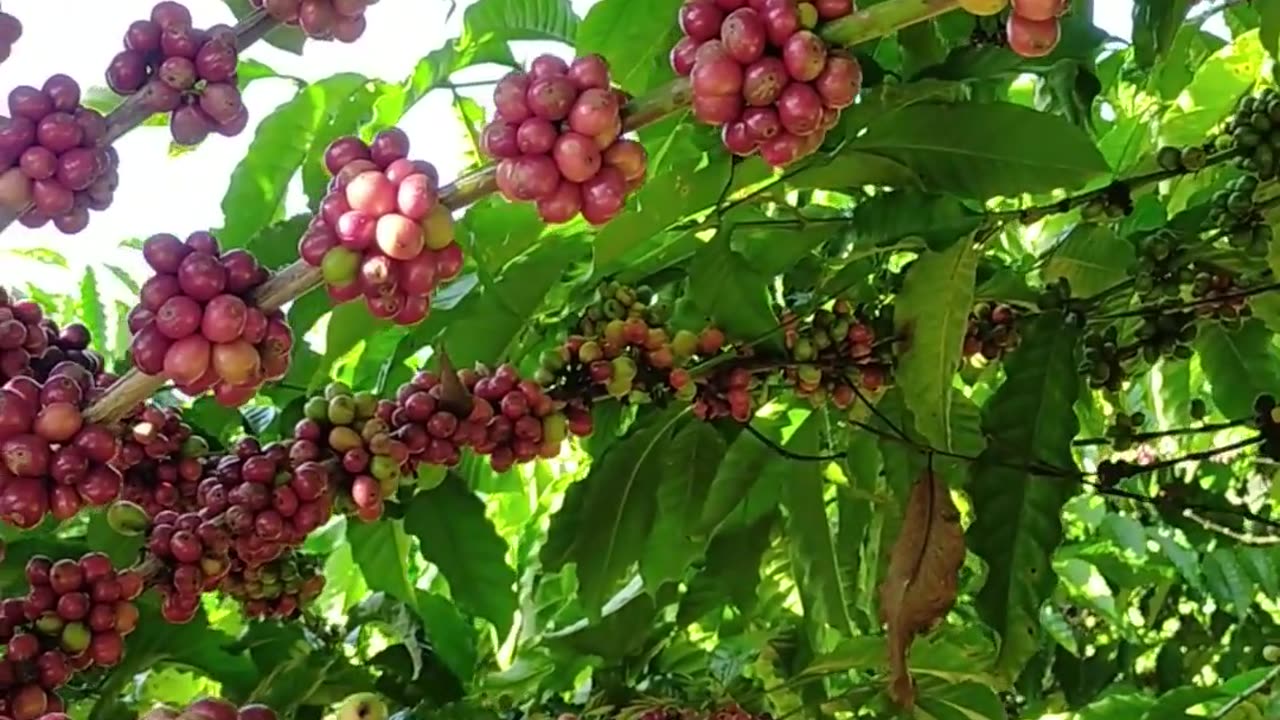 A Coffee Tree Laden with Fruit: A Sight to Behold