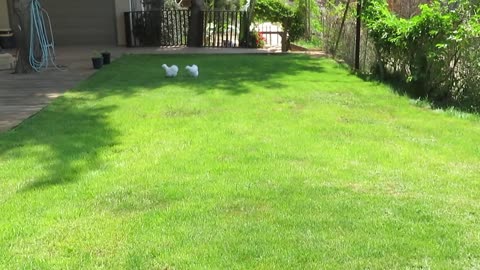 Silkie chicks (and 5 modern game chicks)