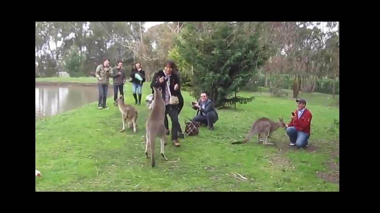 Animal compilation