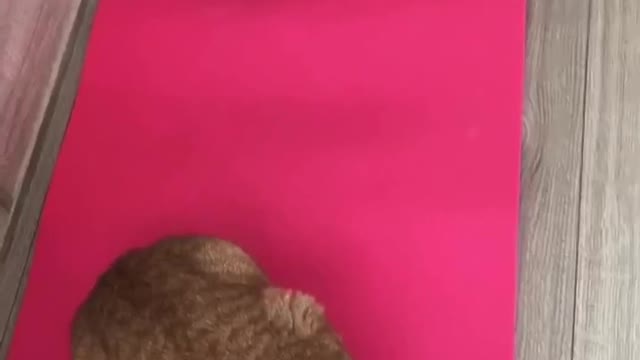 Cute Cats #8 - Cute Cats Ready to Do Exercise