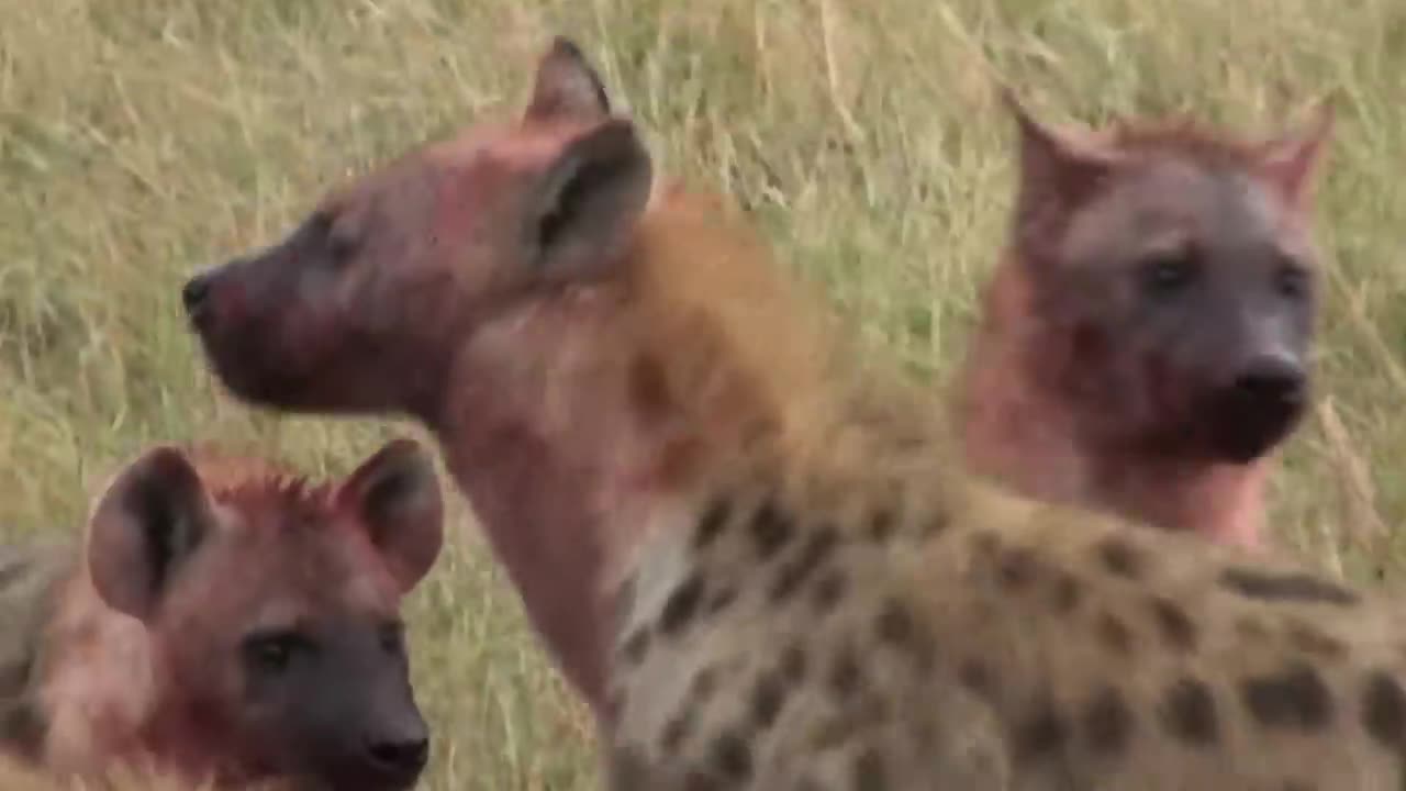 Pregnant zebra and clan of hyena